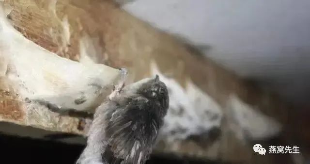 怎么判断干燕窝是否发霉,怎么辨别燕窝是否已经发霉
