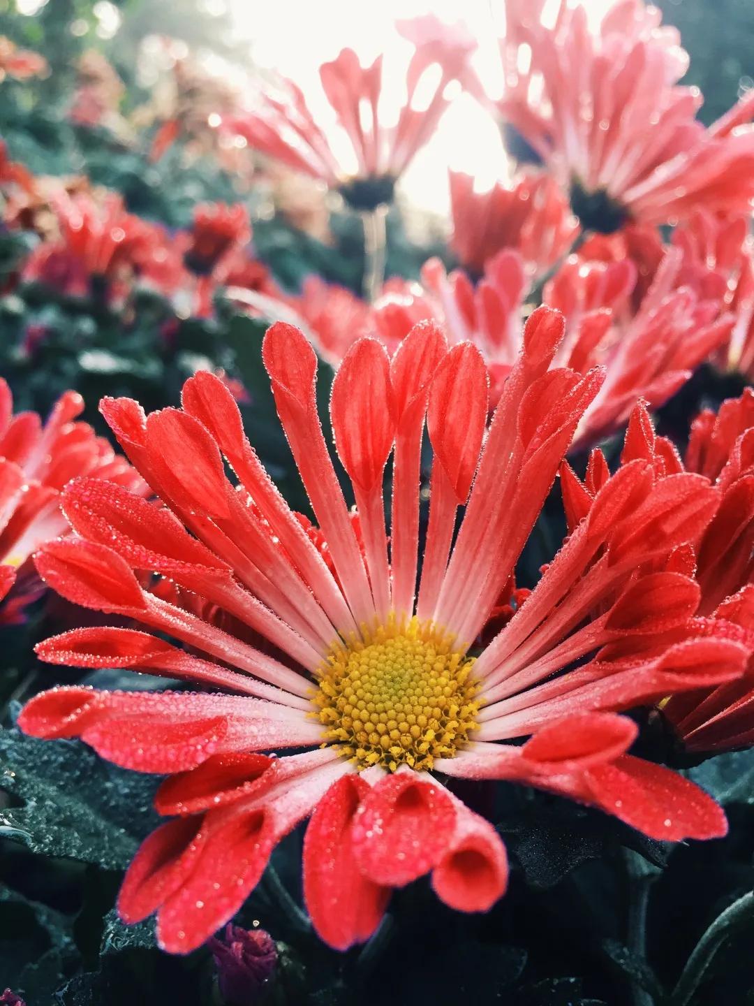 iPhone相机操作技巧,iphone相机操作指南3.0