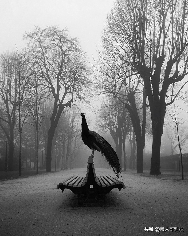 2019年苹果摄影大赛,2019年iphone摄影大赛