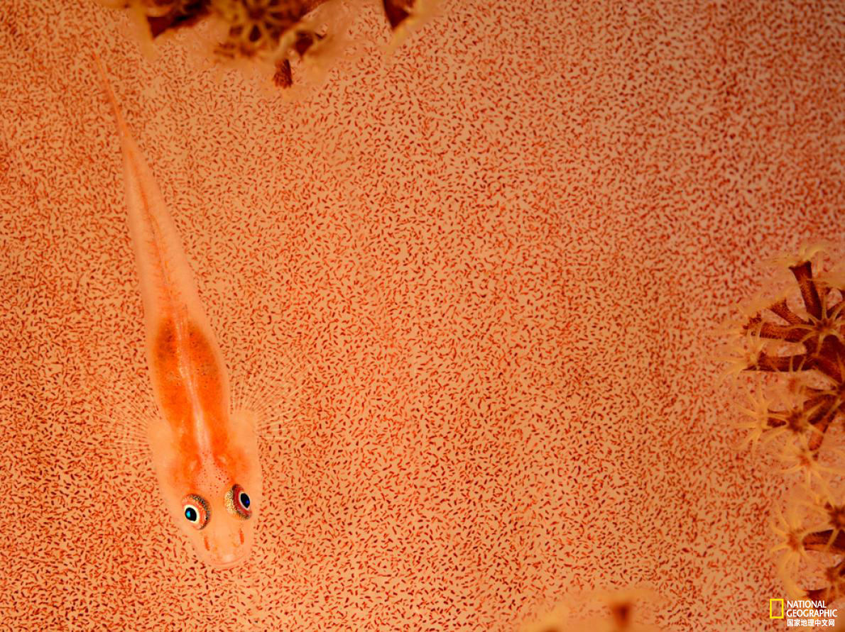 太美了！国家地理王牌摄影师探秘深海世界