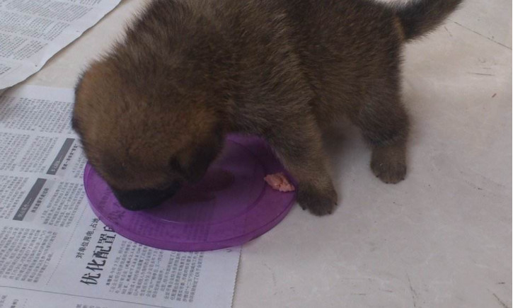 怎么喂食才能保证狗狗健康,狗狗怎么合理喂食和注意事项