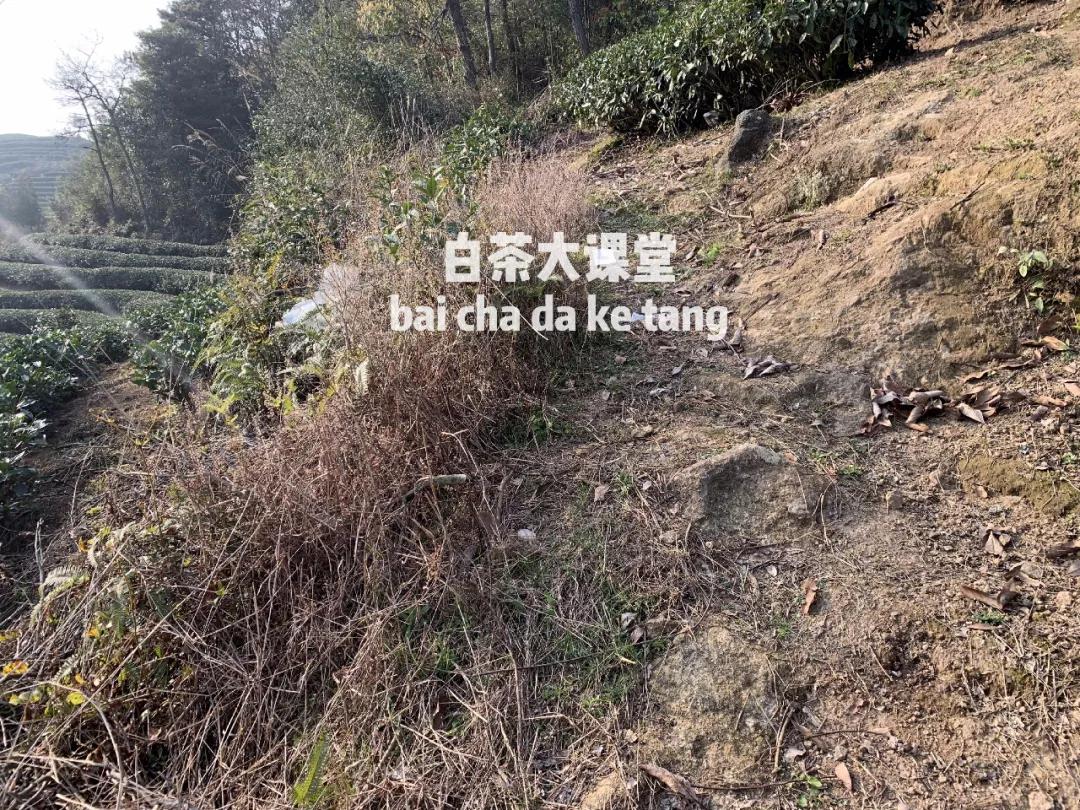 买的茶怎么防止被骗,如何才能买到好茶