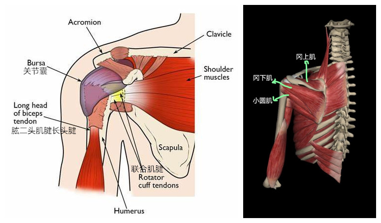 怎么防治肩周炎,肩膀疼痛一招搞定肩周炎