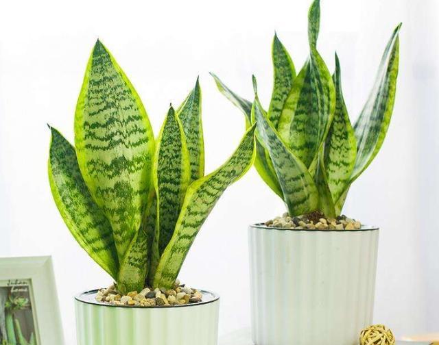 虎皮兰就要这么养叶片饱满又光泽,养好虎皮兰