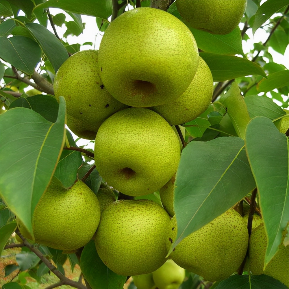 晋州特产点心,晋州十大特产小吃