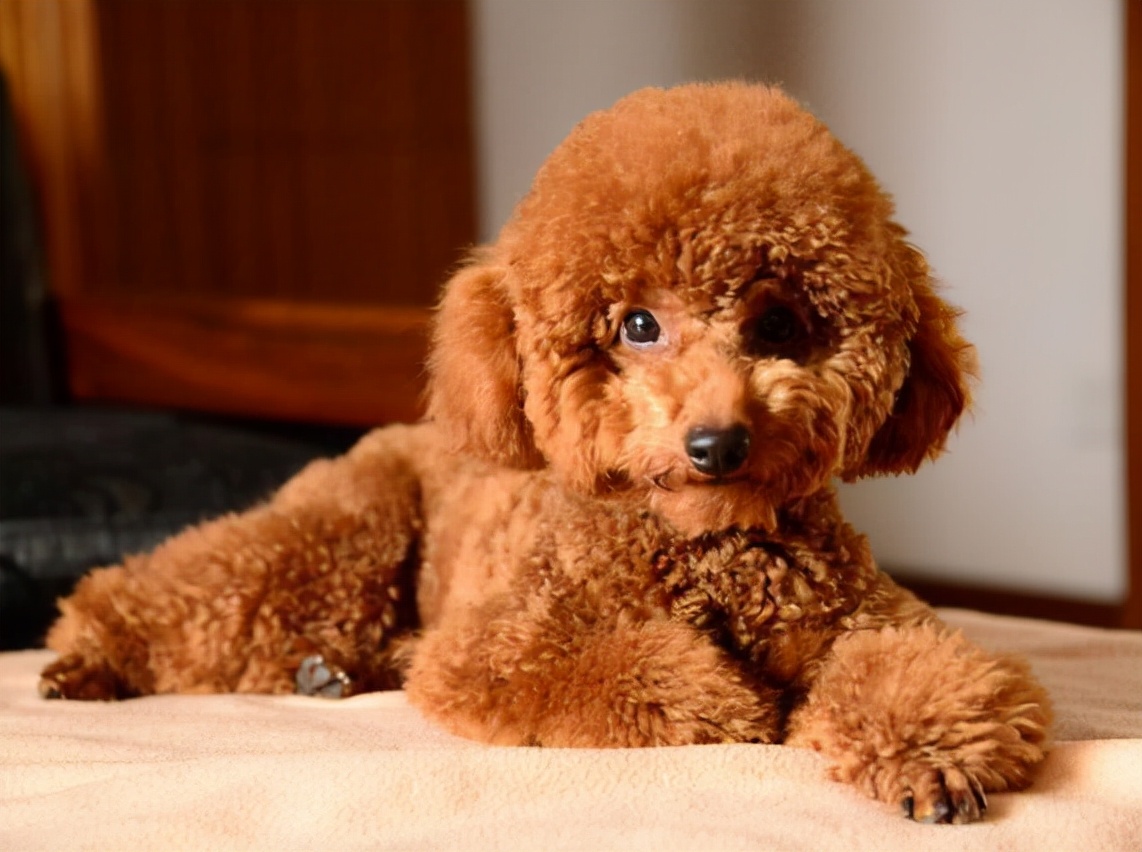 天冷了，饲养泰迪犬，主人要做好这几点