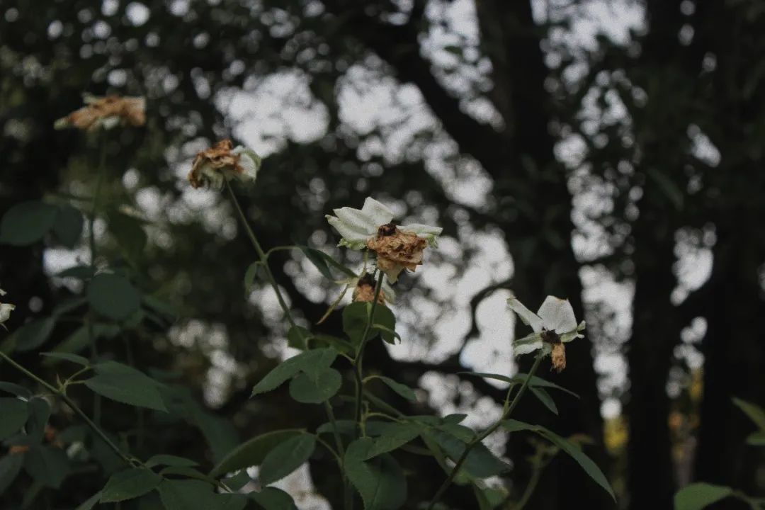 绍兴柯桥花间堂,花间堂民宿发展