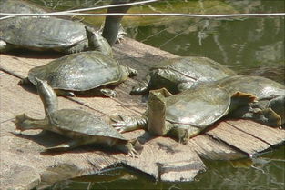 池塘甲鱼养殖技术与管理方法,甲鱼养殖是特种养殖吗