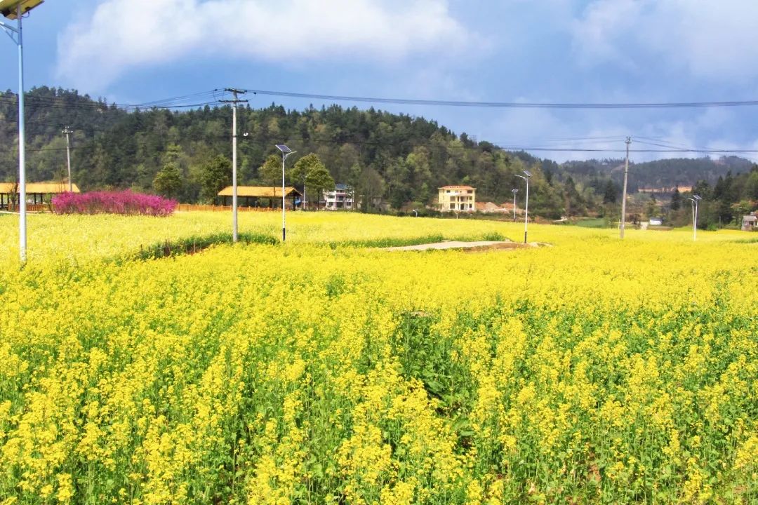 赏春图鉴丨赏花海、品清茶、尝美食...乌当百宜镇这条宝藏春游线路，就等你来打卡啦！