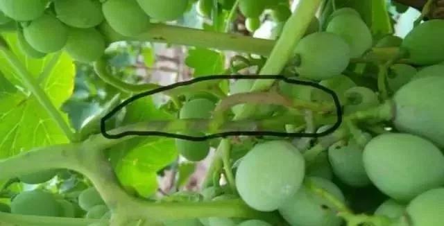 葡萄红蜘蛛病害图片,葡萄病害常用杀菌剂