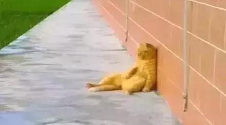 橘猫的7大优点养过的人都说好,自从养了猫才知道什么是爱