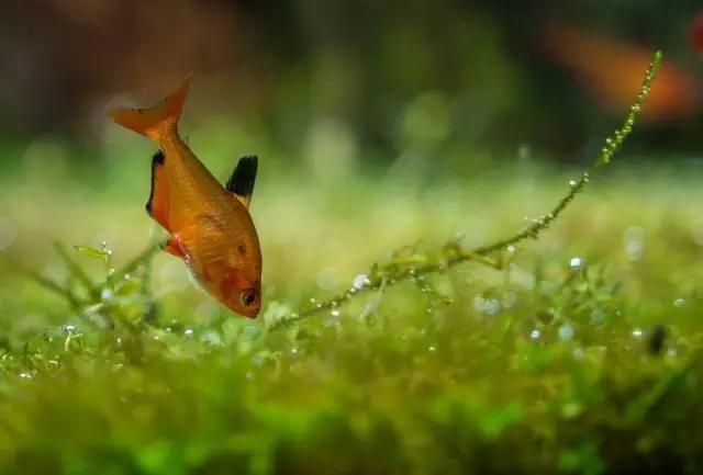 本色水景水草造景培训,本色水景水草培训