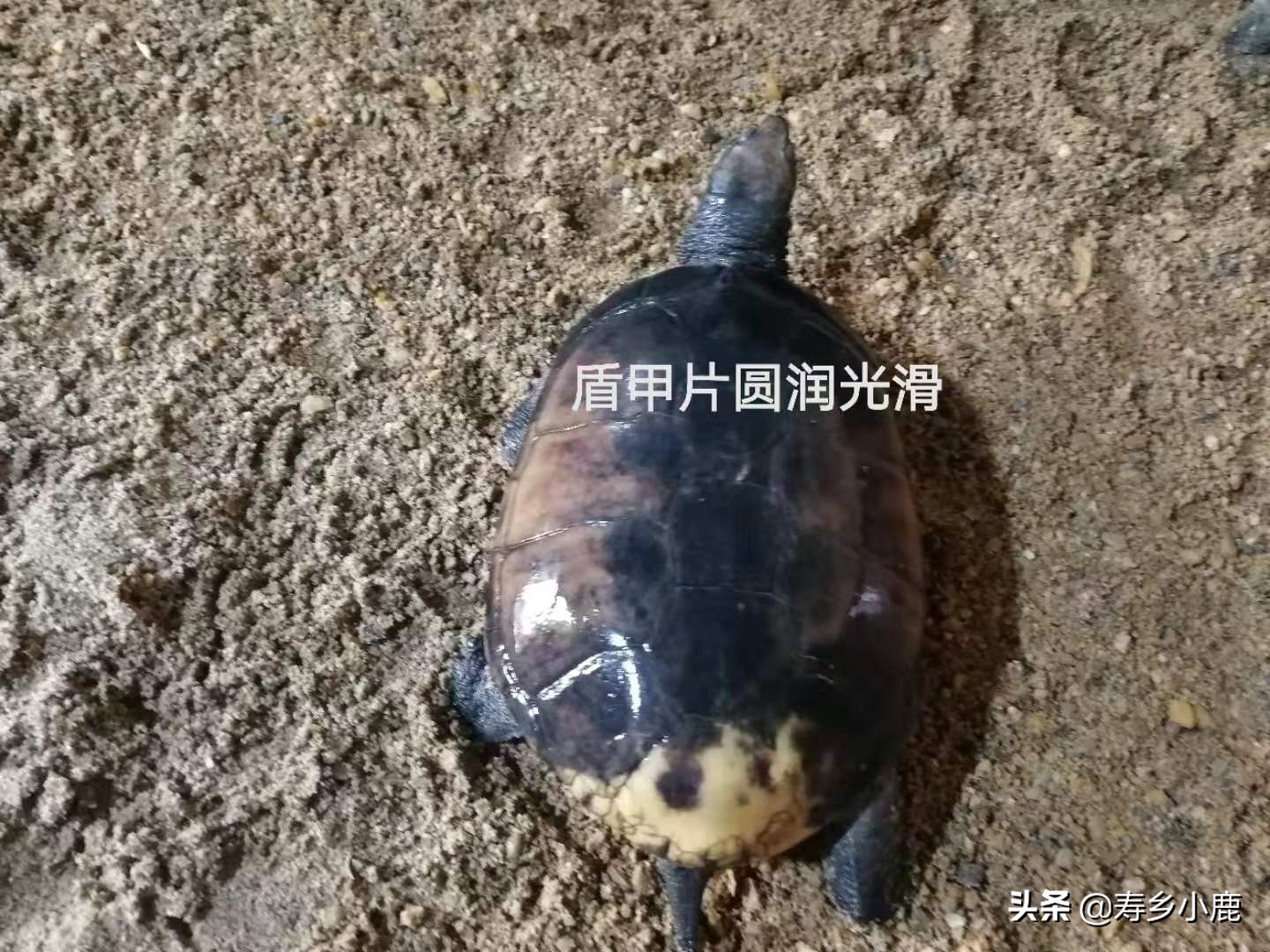 怎么养石金钱龟才是正确的方法,养了五年的石金钱龟应该有多大