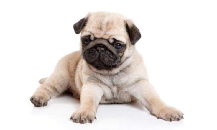 巴哥犬的饲养日常护理很重要,新手养巴哥犬