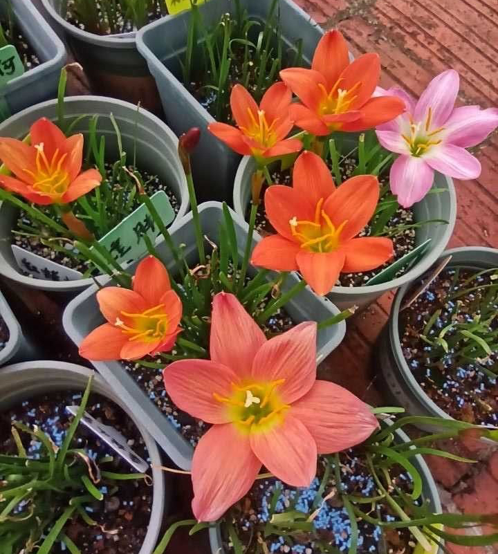 适于阳台种植的花种类,100种适合新手养的花庭院花卉