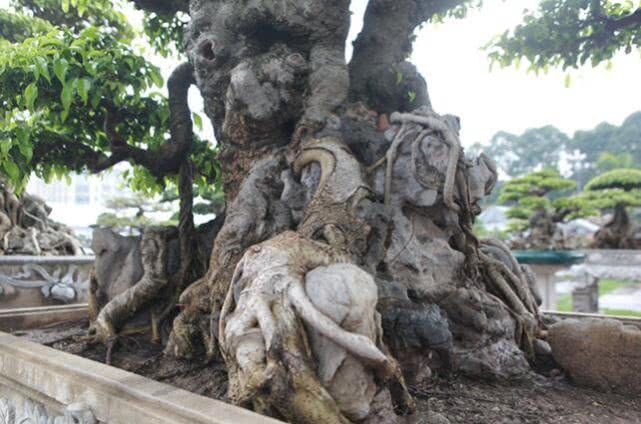 越南盆景树多少钱一棵,越南小伙千万盆景