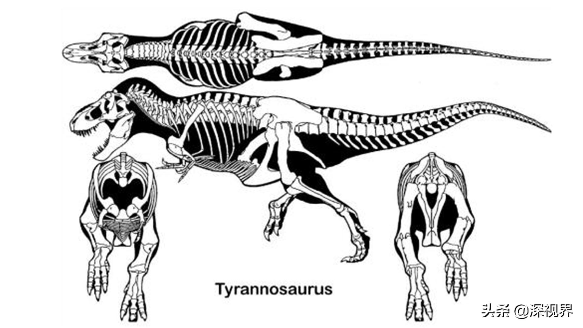 霸王龙进化史完整版,霸王龙进化远古巨霸
