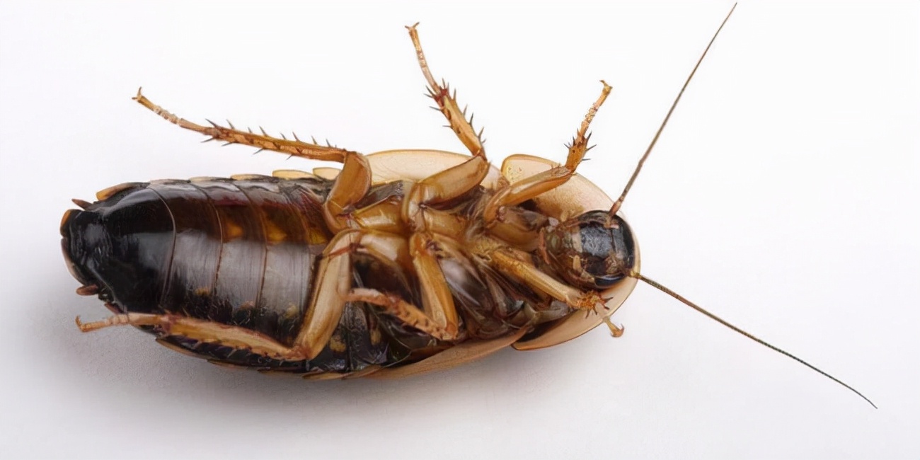 女子网购衣服被赠蟑螂,一女子购买冬装出现蟑螂卵