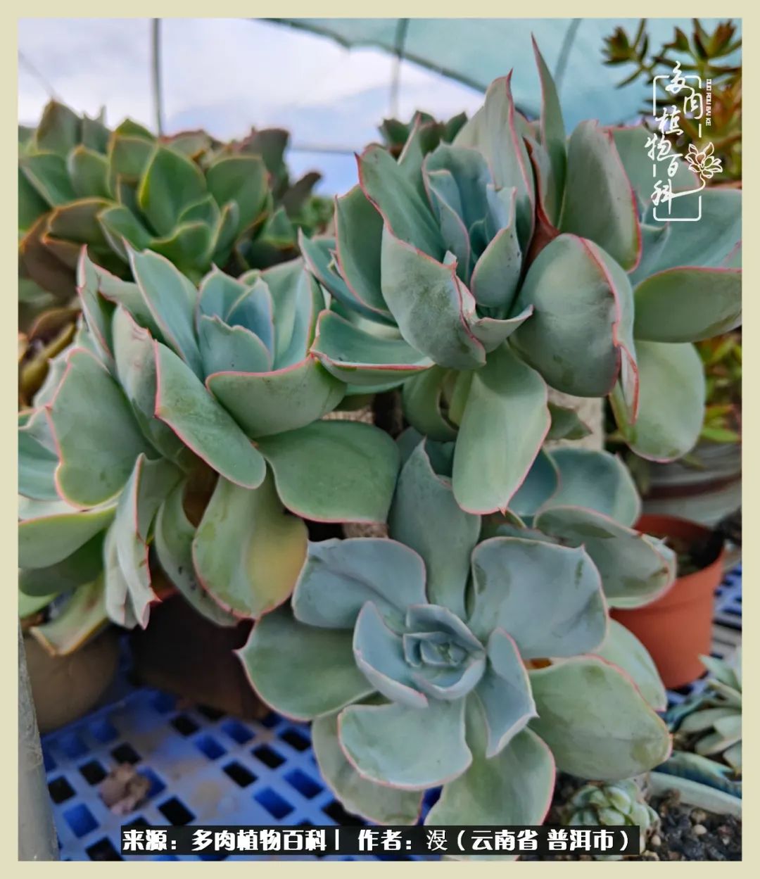 深情不及久伴,厚爱无需多言,择一“爱”,护一生