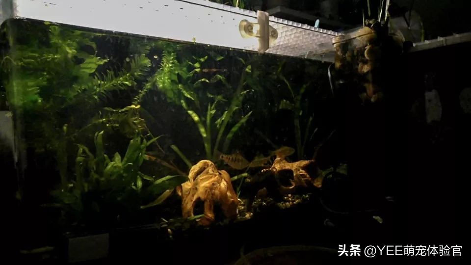 强大的硝化细菌,硝化细菌无处不在吗