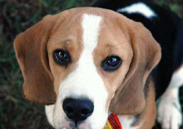 关于狗狗的错误说法,关于狗狗的问题的视频