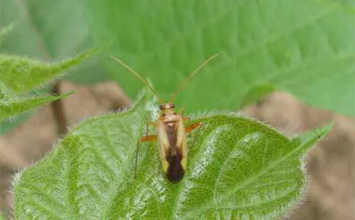 黄瓜“龙头”消失或折断的原因与对策分析