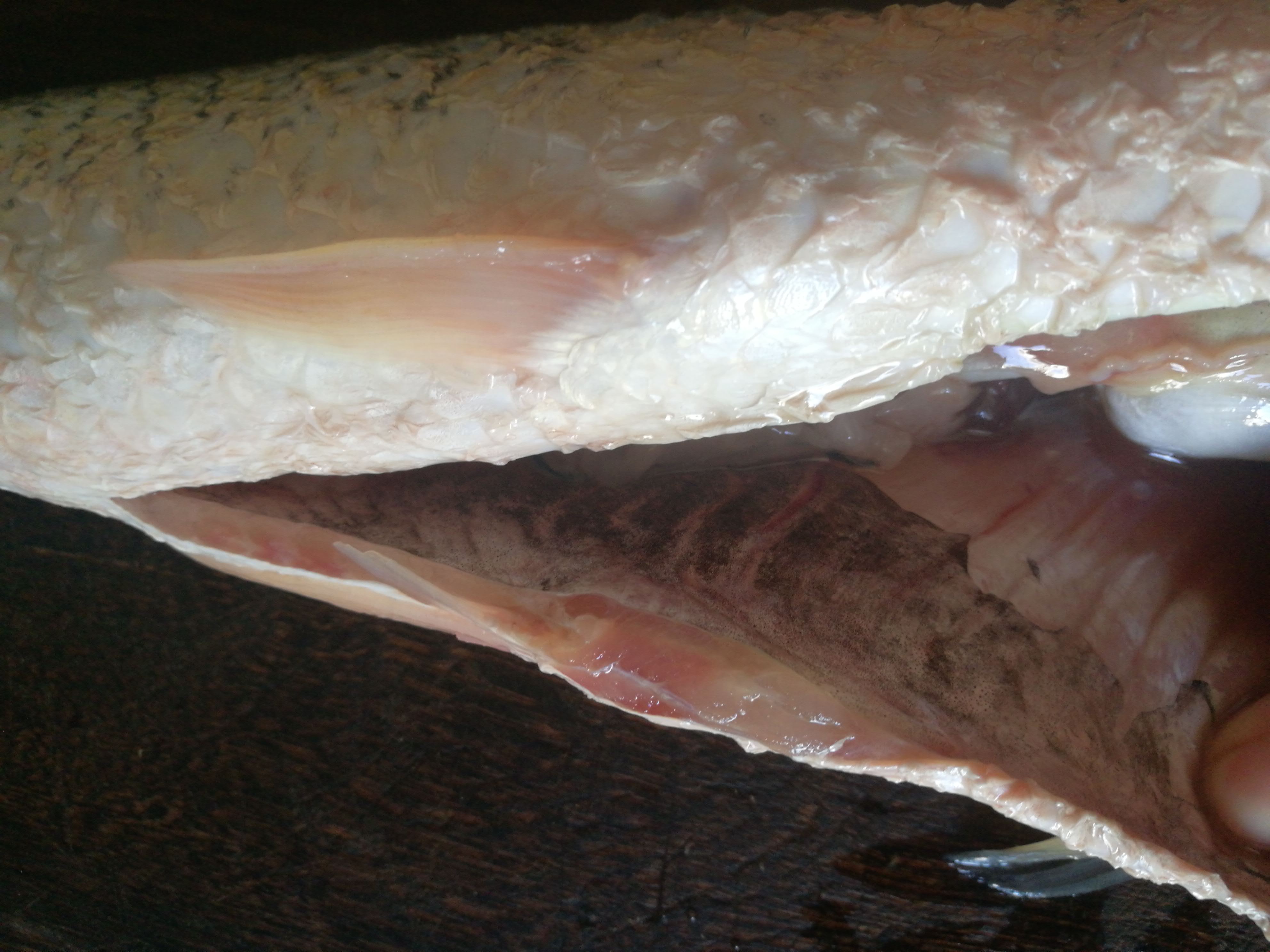 草鱼炖海鲜菇,正宗家常海鲜菇火锅鱼做法