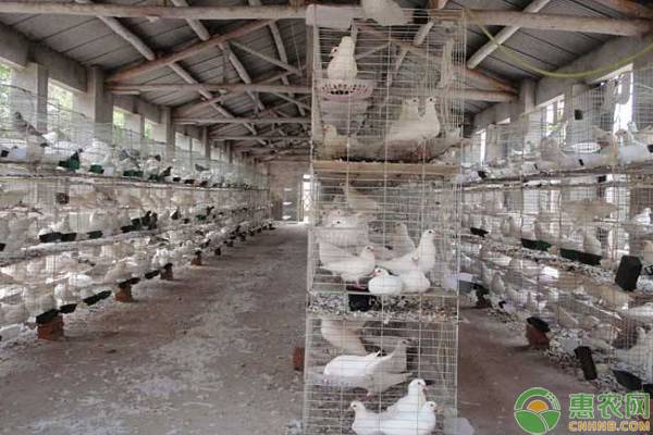 鸽子怎么养怎么建大棚,鸽子养殖怎么建笼子呢