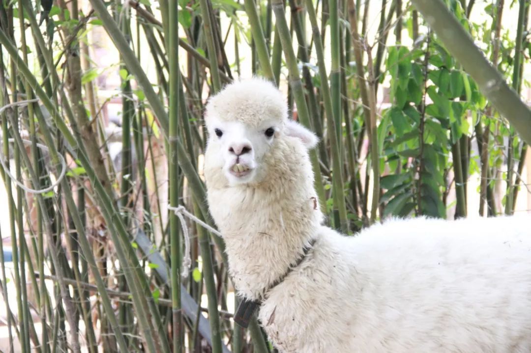 青塘会员卡正式上线，粉丝福利送不停！！！