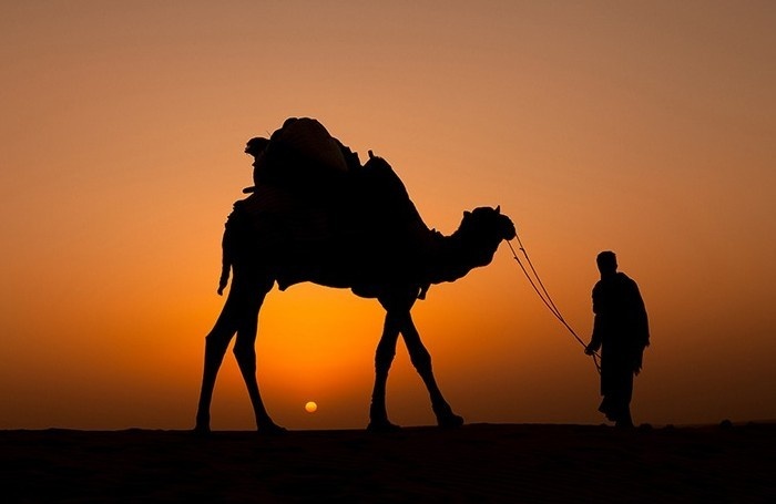 沙漠骆驼是抄袭还是解约,沙漠骆驼涉嫌抄袭