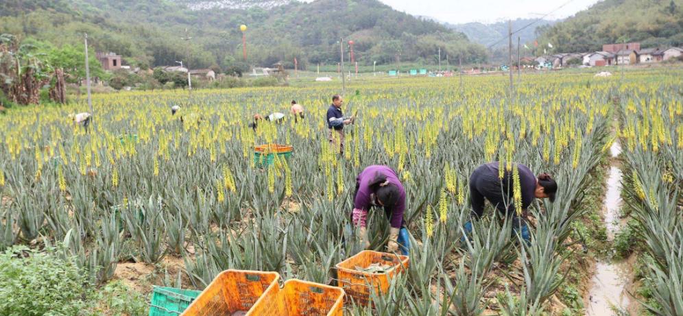 维生素氨基酸类的食物有哪些,芦荟补水维生素