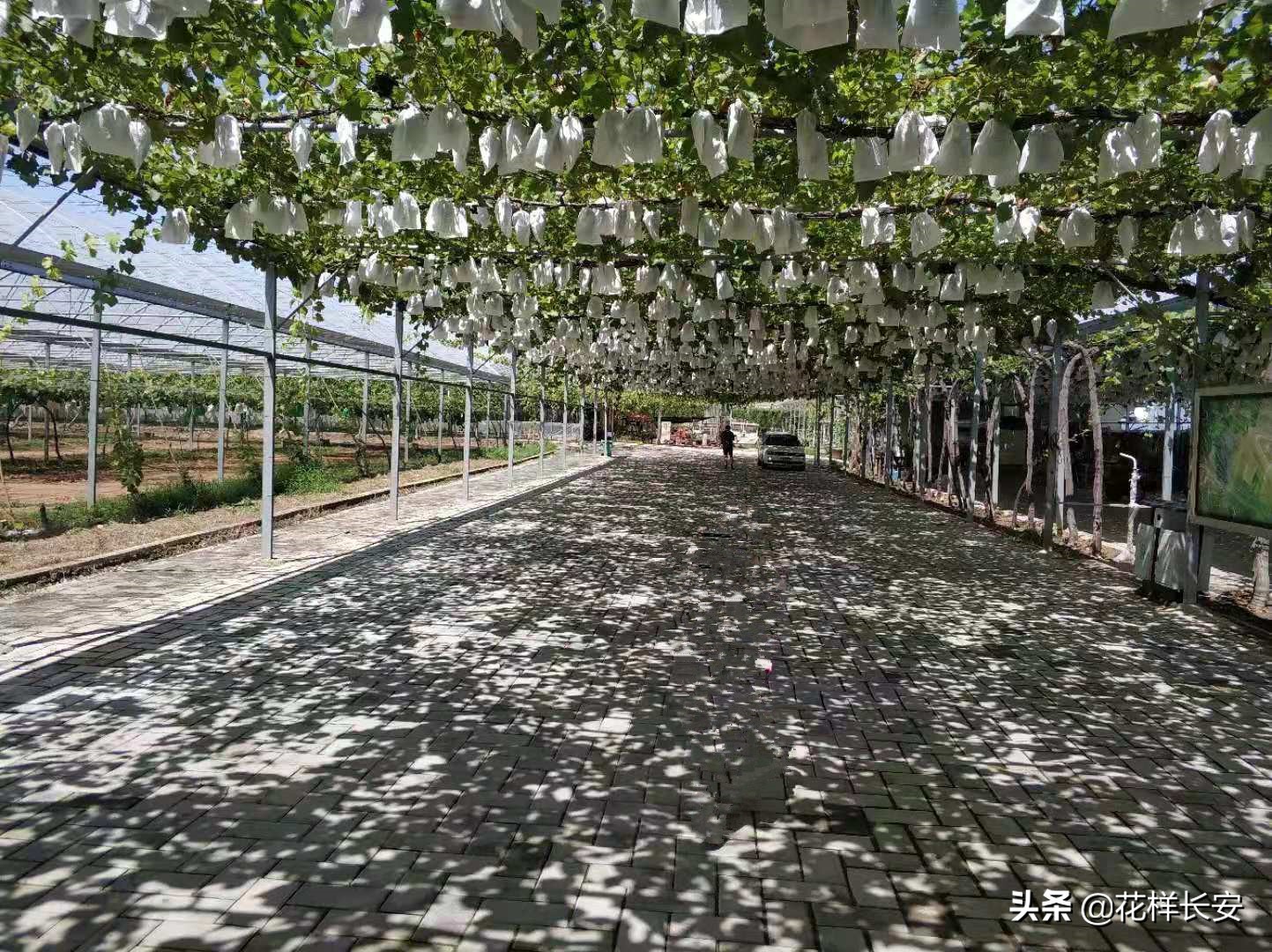 葡萄熟了玩耍视频,葡萄熟了采摘园