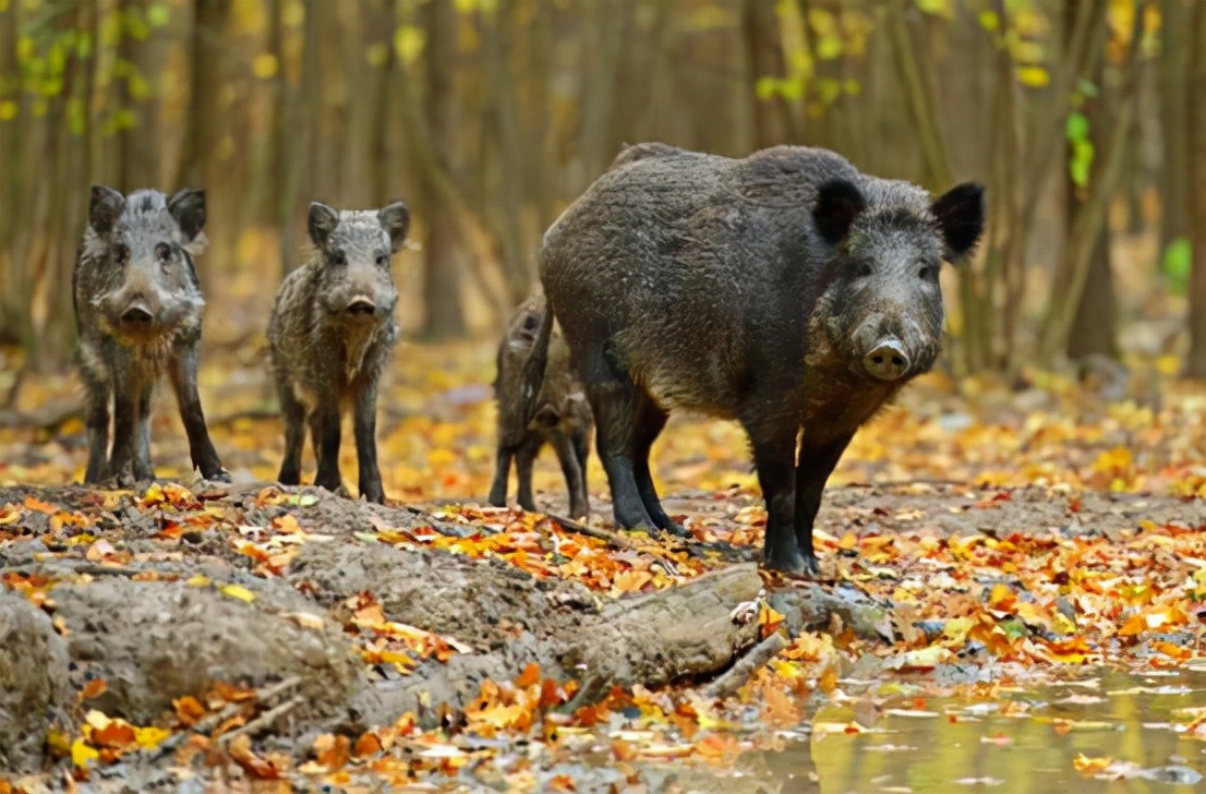野猪肉要上市了？安徽组建狩猎队，队员猎杀的野猪10元1斤回收