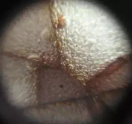 宋元明清瓷器釉下普遍出现气泡，原来是这个原因