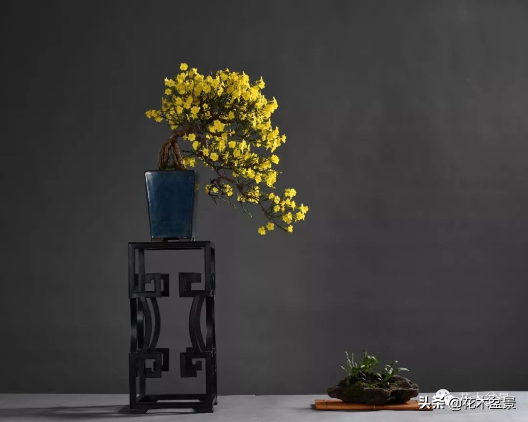 茶桌上养什么盆景植物,最好养的盆景植物推荐