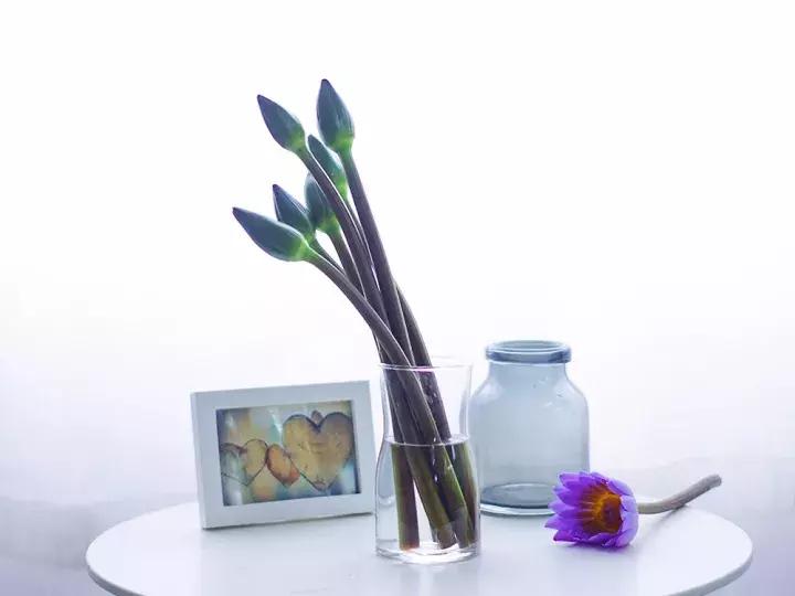 睡莲怎么养能开久一点,睡莲在室内如何养护才能快速开花