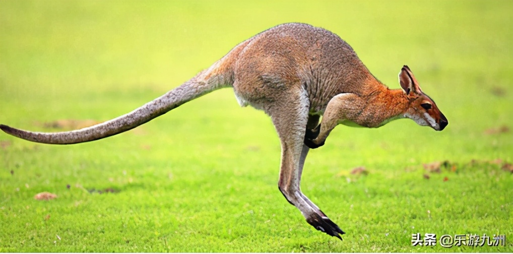 2020年鼠年老鼠,2020年鼠最后的一天