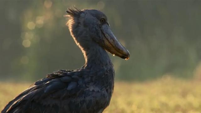 40部宝藏级bbc纪录片,bbc十大必看纪录片