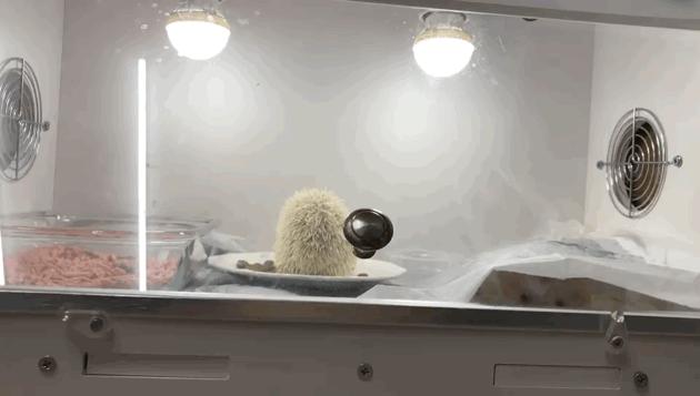 西安有哪些可以撸兔子的店,西安撸兔子的店