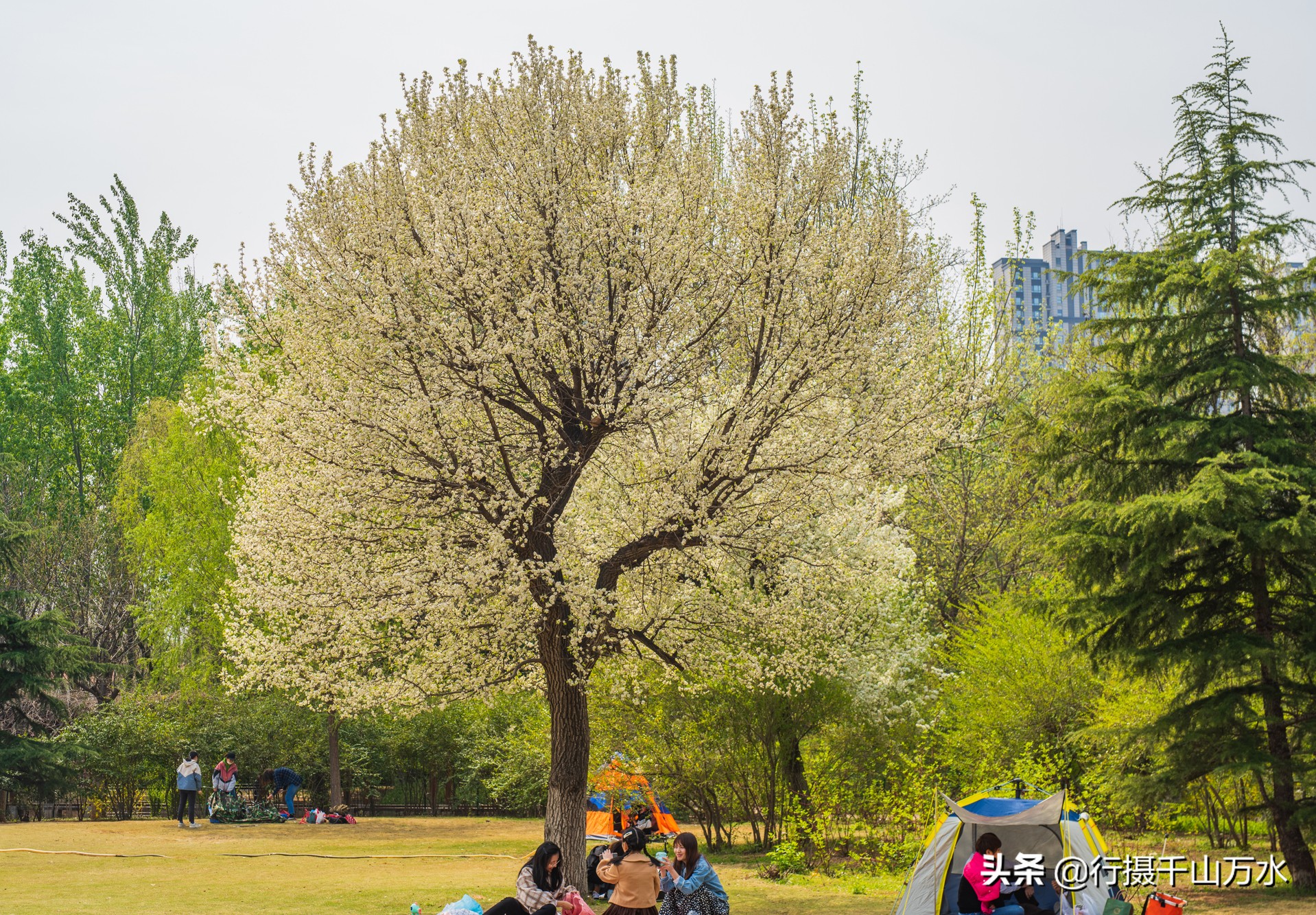 济南免费的森林公园,济南森林公园色彩斑斓秋意渐浓