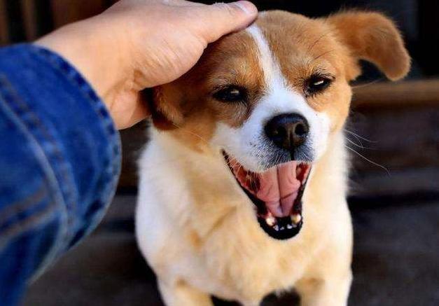 关于狗狗的错误说法,关于狗狗的问题的视频