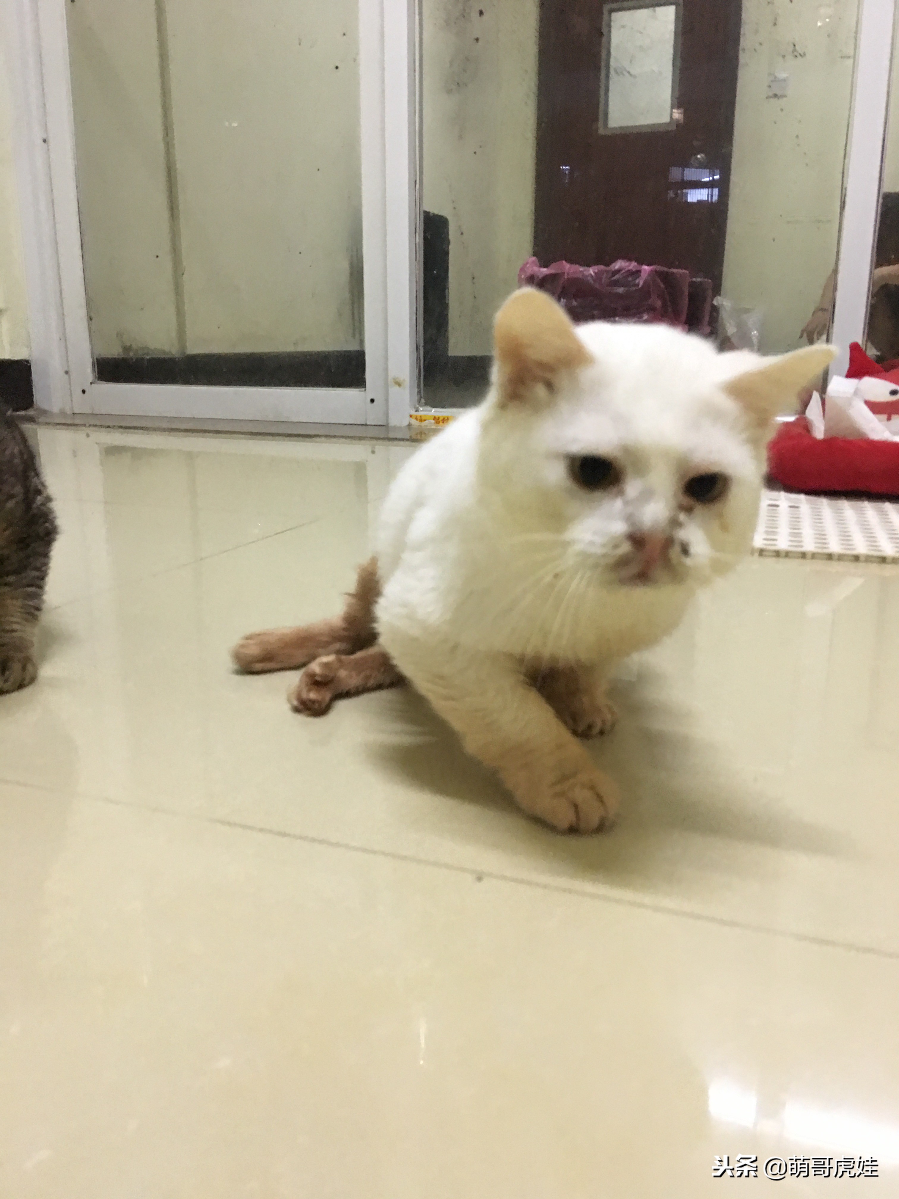 猫咪后腿突然站不起来了,猫咪后腿无力走路不稳一直叫