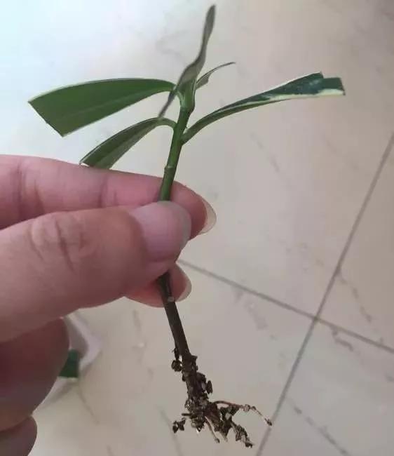 冬天能扦插蟹爪兰放室内还是室外,这4种花现在扦插最容易生根杀菌