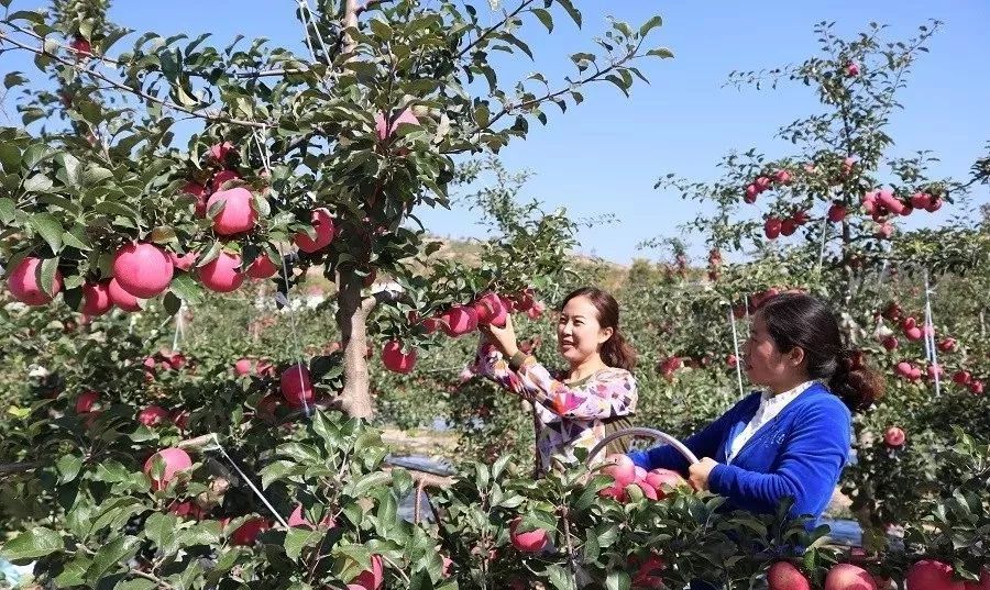 苹果粗皮轮纹病和腐烂病的区别,苹果轮纹病用什么药治疗
