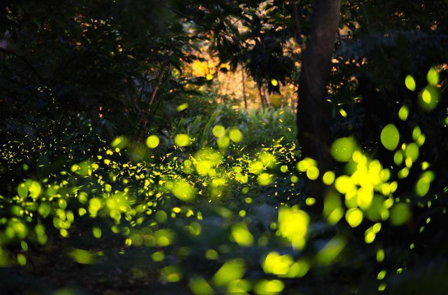 夏天夜晚描写萤火虫的诗句,描写夏天萤火虫翩翩飞舞的诗句