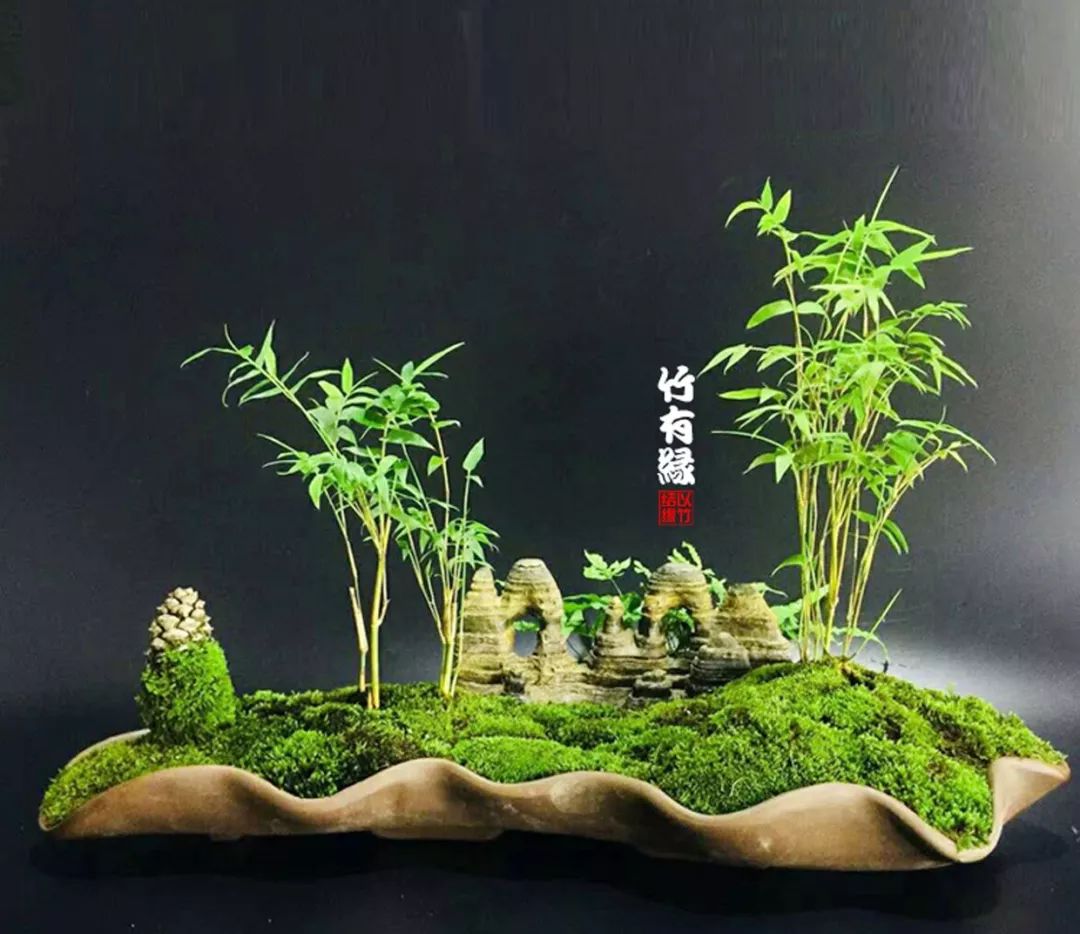 《竹子浇水宝典》竹子浇水是门大学问！