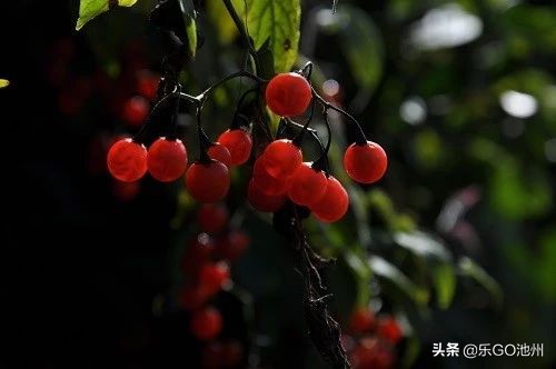 牯牛降儿童怎么玩,石台牯牛降风景区