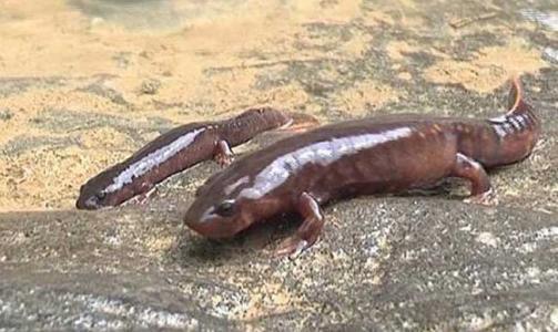 养殖娃娃鱼前景怎么样啊,养殖娃娃鱼一年能赚多少钱