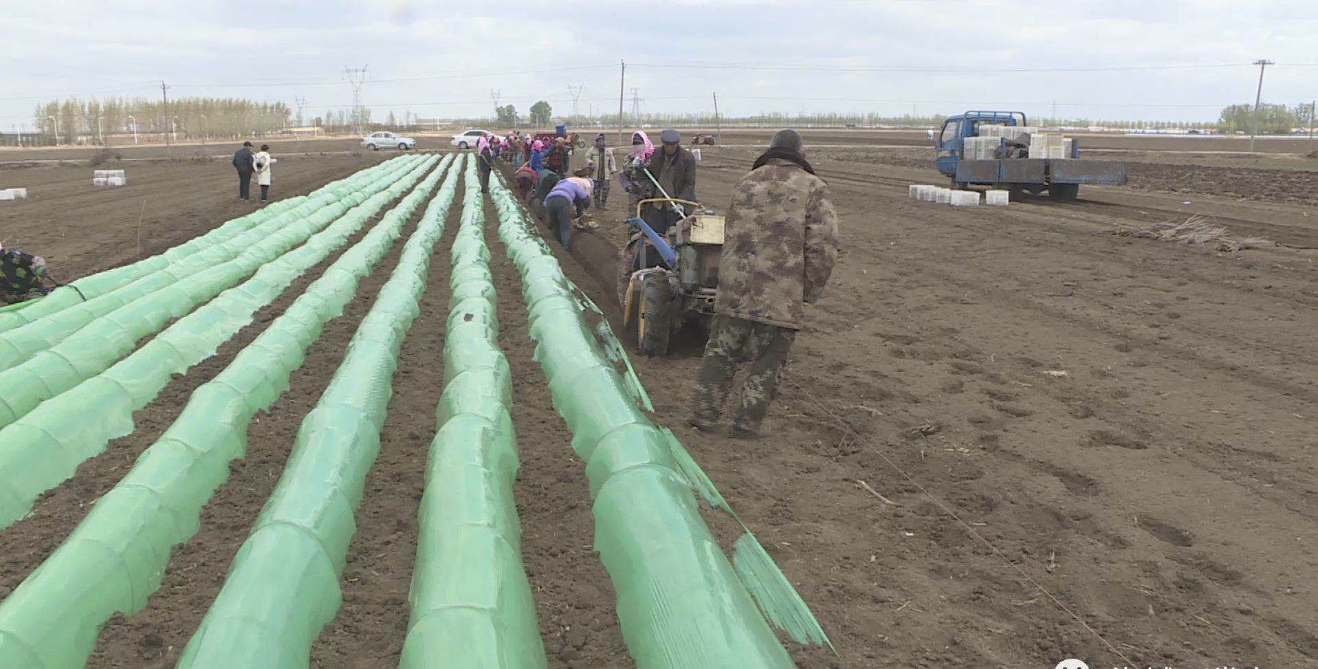 辽宁鞍山：自从种上了葱姜蒜农户生活“调”出好滋味儿