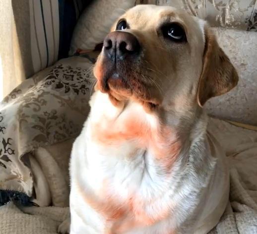 狗狗咬烂了口红,狗狗咬坏口红